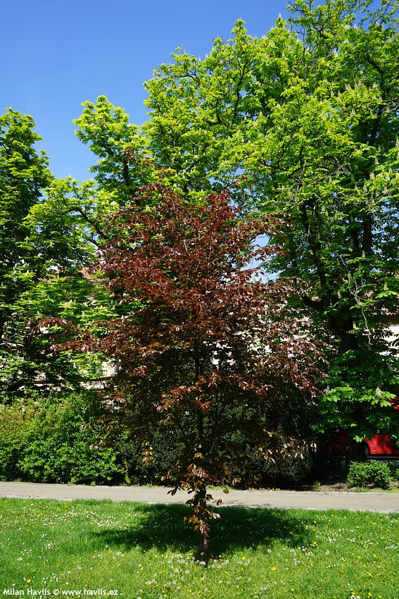 fagus sylvatica Riversii