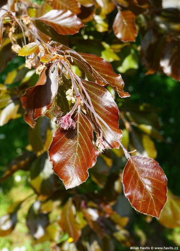 fagus sylvatica Riversii