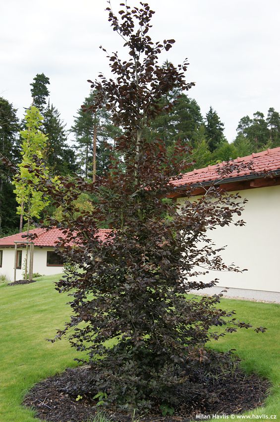 fagus sylvatica Riversii