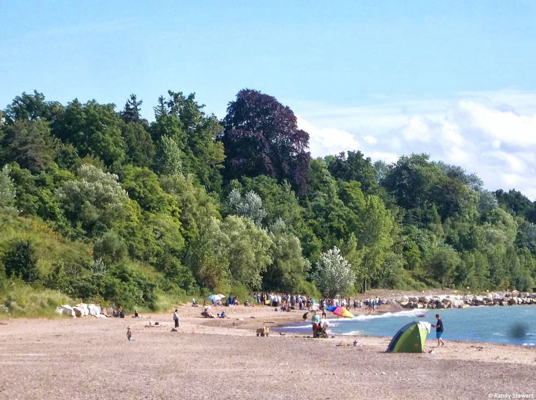 fagus sylvatica Riversii