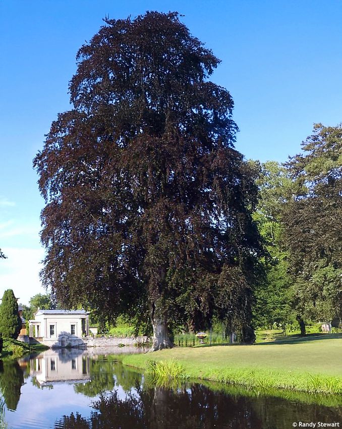 fagus sylvatica Riversii