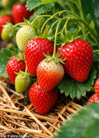 Fragaria + ODRŮDY
