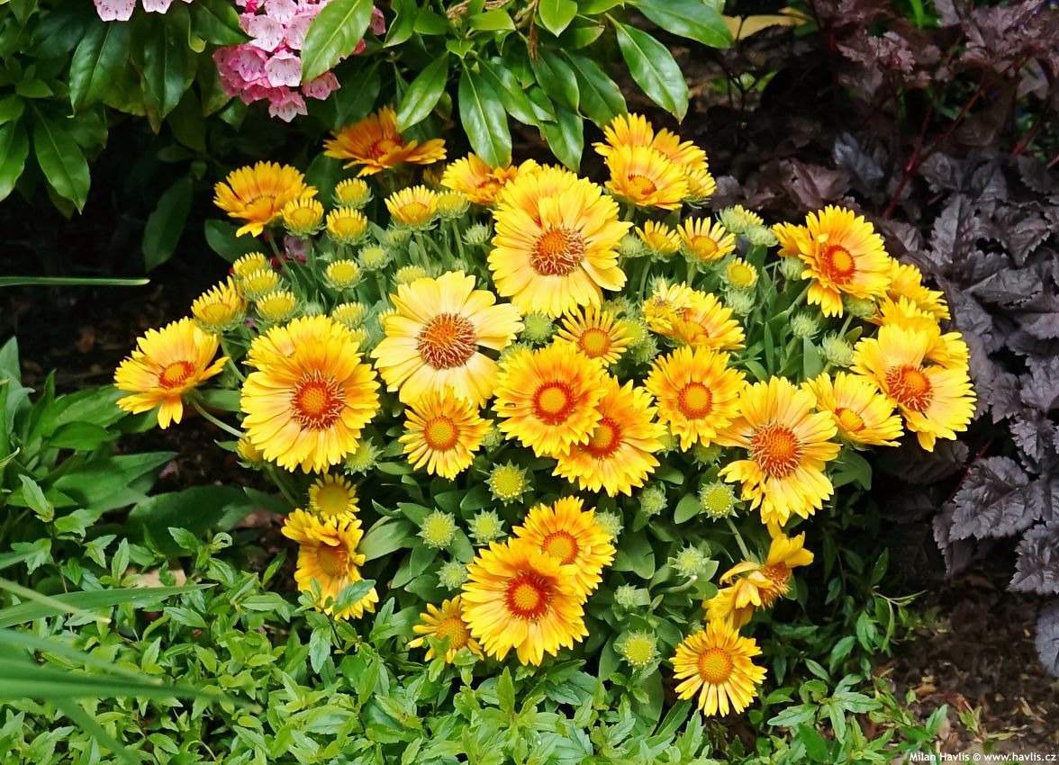 gaillardia aristata Spintop Mango 2026 (2).jpg