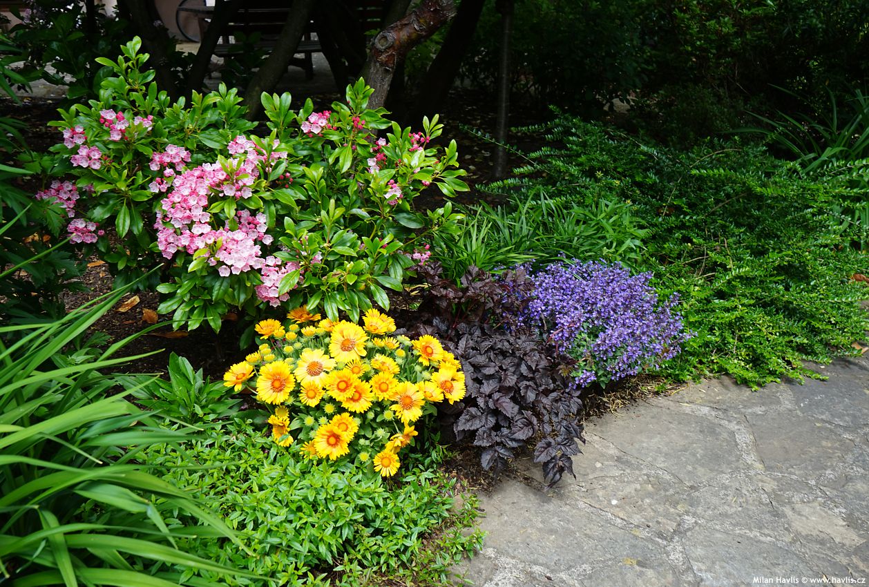 gaillardia aristata Spintop Mango 2026 (3).jpg