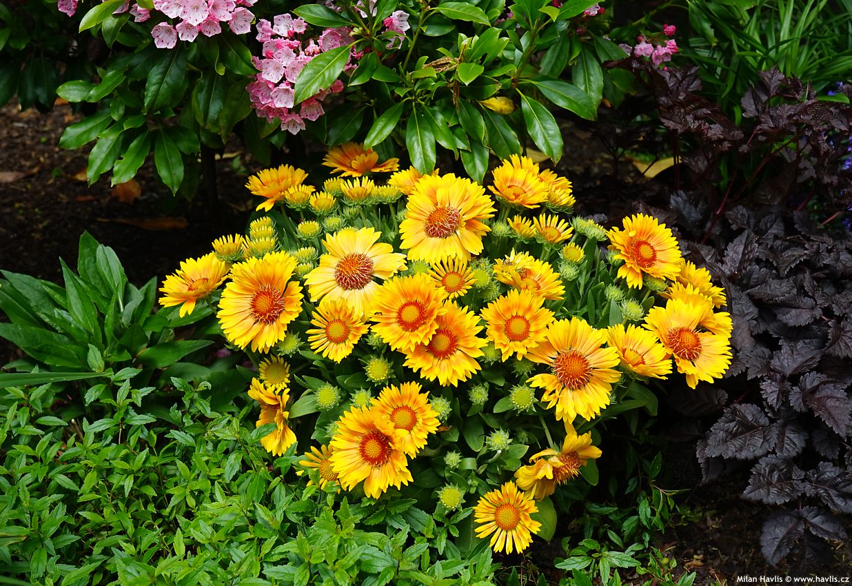 gaillardia aristata Spintop Mango 2026 (4).jpg