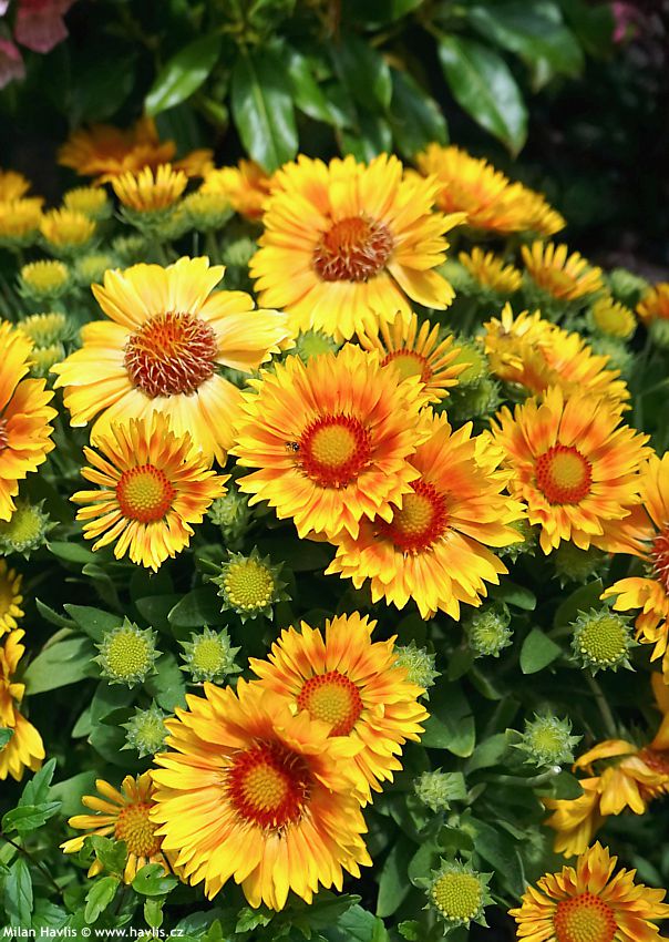 gaillardia aristata Spintop Mango 2026 (7).jpg