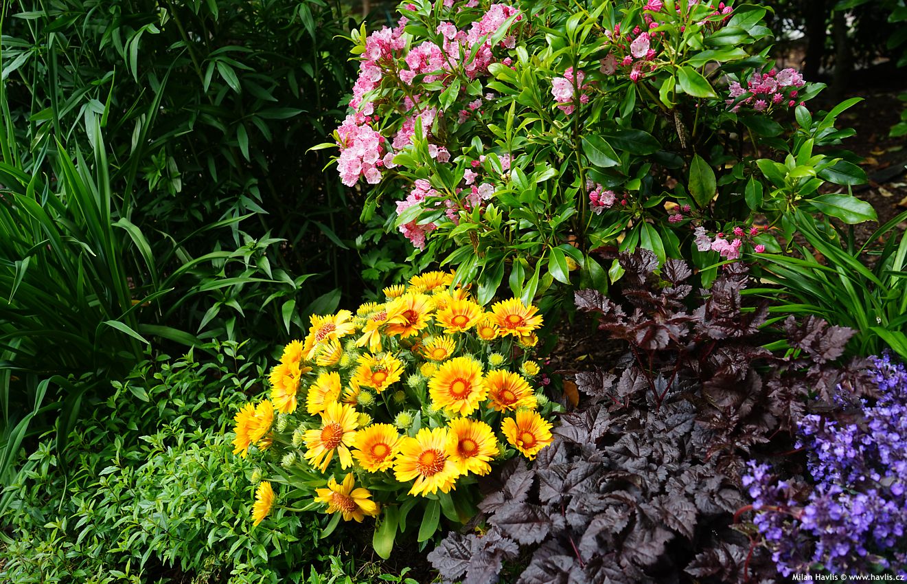 gaillardia aristata Spintop Mango 2026 (8).jpg