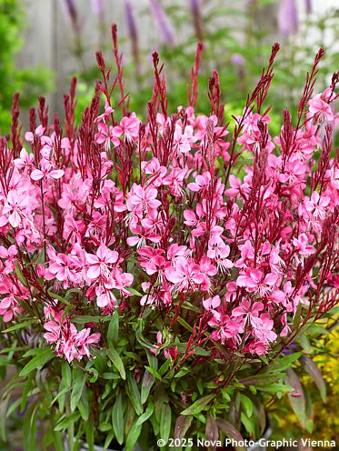 Gaura lindheimeri 'FLAMINGO PINK'®