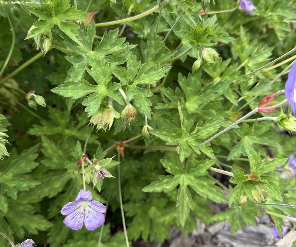 geranium Bloom Me Away