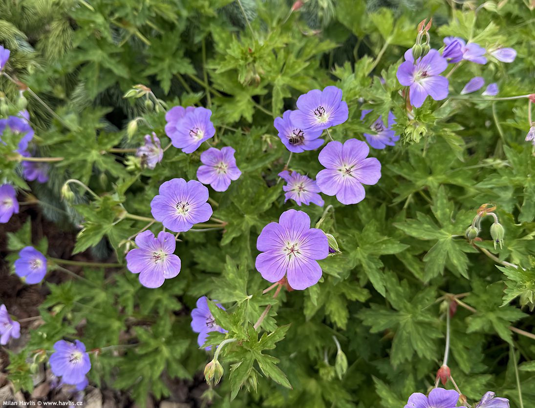 geranium Bloom Me Away