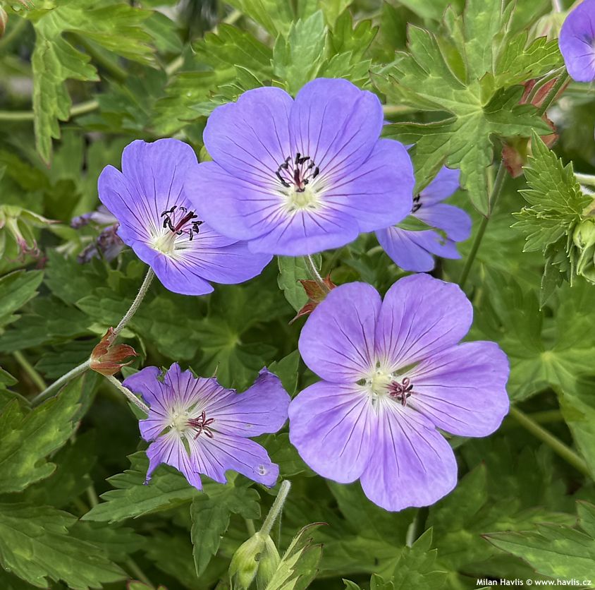 geranium Bloom Me Away