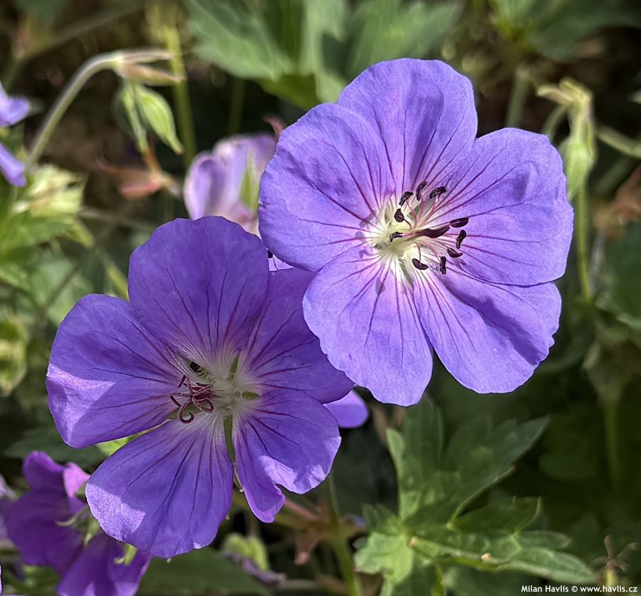 geranium Bloom Me Away