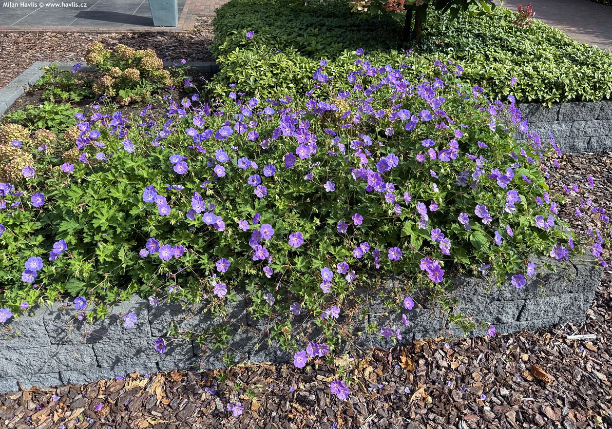 geranium Bloom Me Away