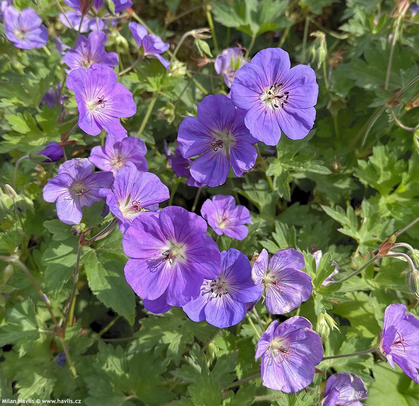 geranium Bloom Me Away