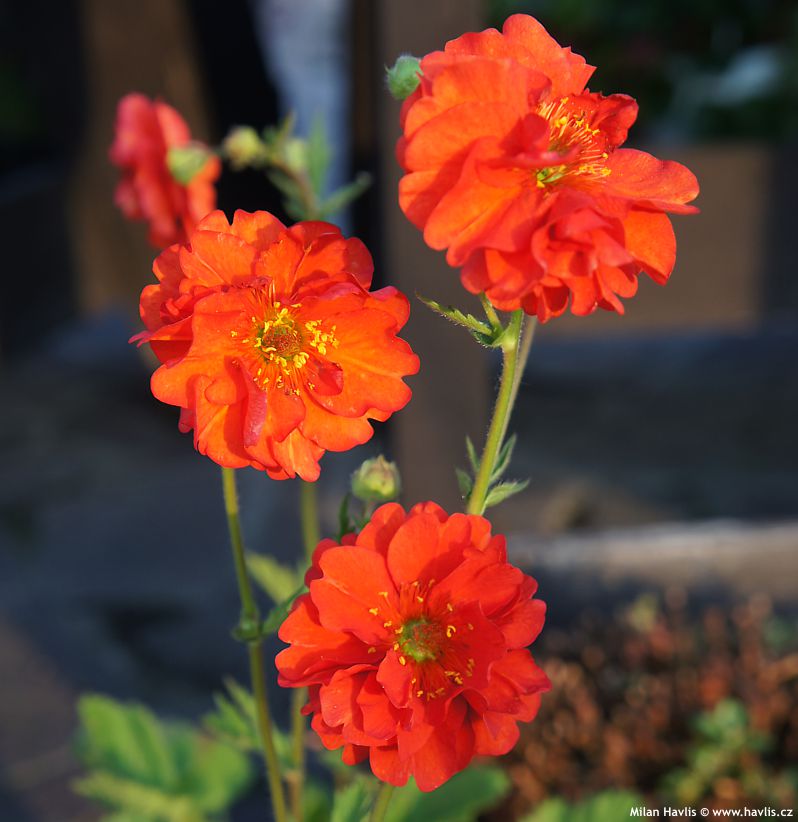 geum Mrs Bradshaw 2013 2.jpg