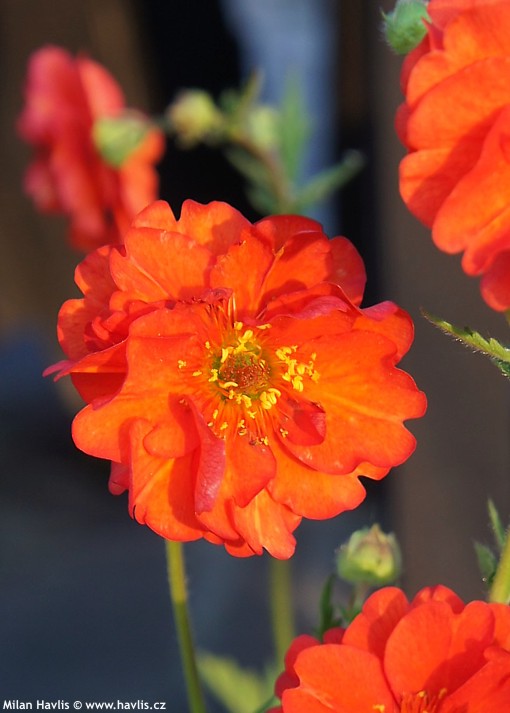 geum Mrs Bradshaw 2013 detail.jpg