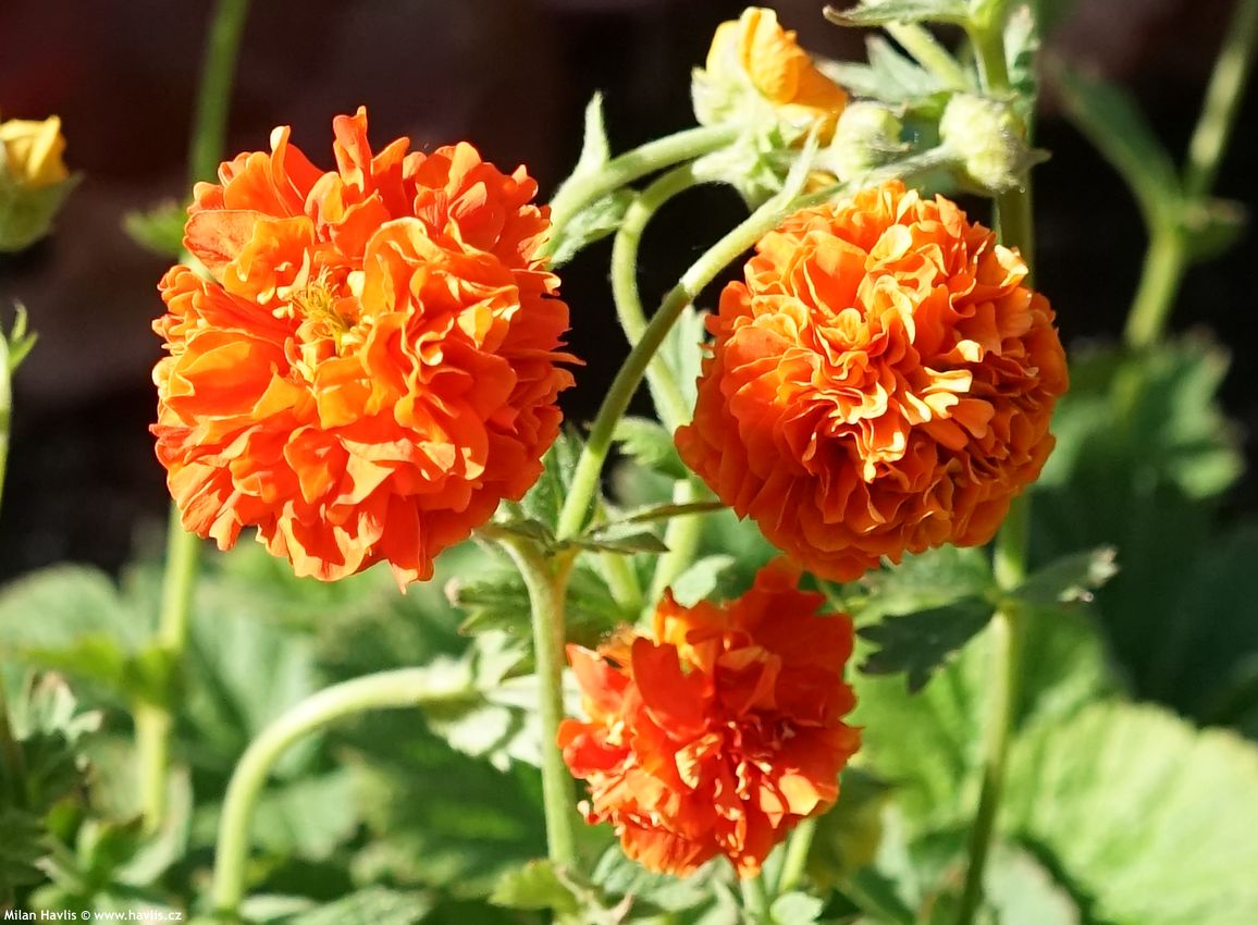 geum Orange Pumpkin 2026 (4).jpg