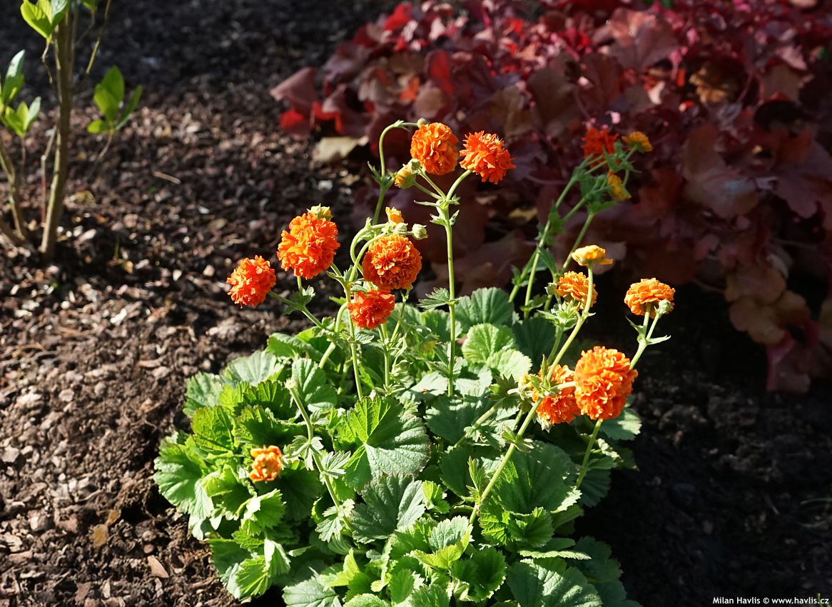 geum Orange Pumpkin 2026 (6).jpg