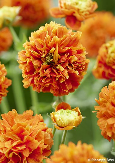 Geum 'ORANGE PUMPKIN'