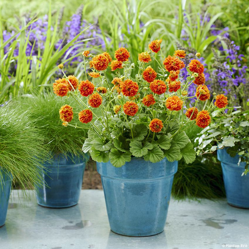 geum Orange Pumpkin PT 3.jpg