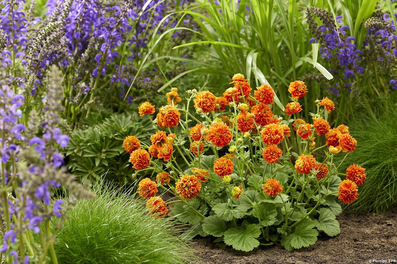 geum Orange Pumpkin PT 7.jpg