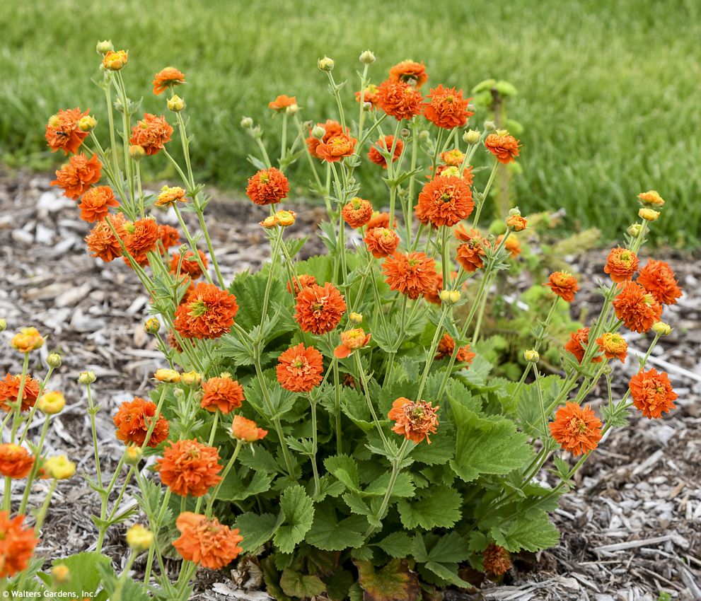 geum Orange Pumpkin WALTERS 1.jpg