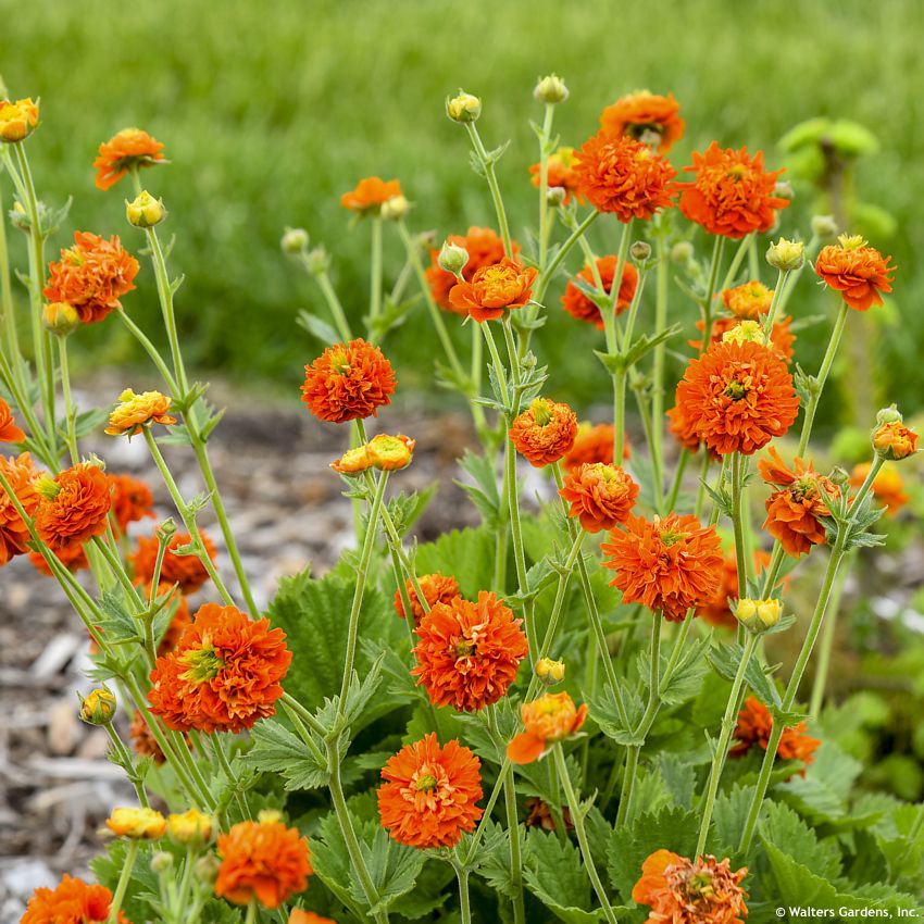 geum Orange Pumpkin WALTERS 2.jpg
