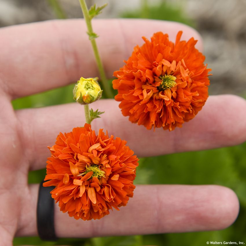 geum Orange Pumpkin WALTERS 3.jpg