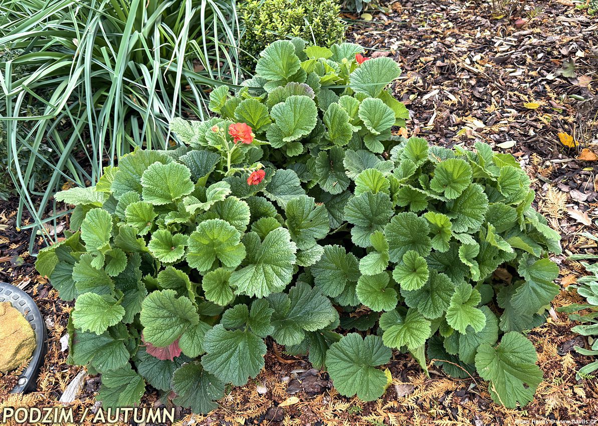 geum Scarlet Tempest 2025 podzim (2).jpg