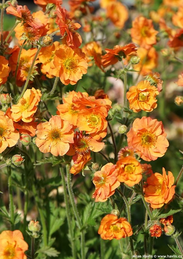 geum Totally Tangerine