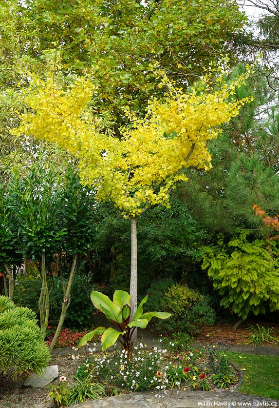 ginkgo biloba Horizontalis