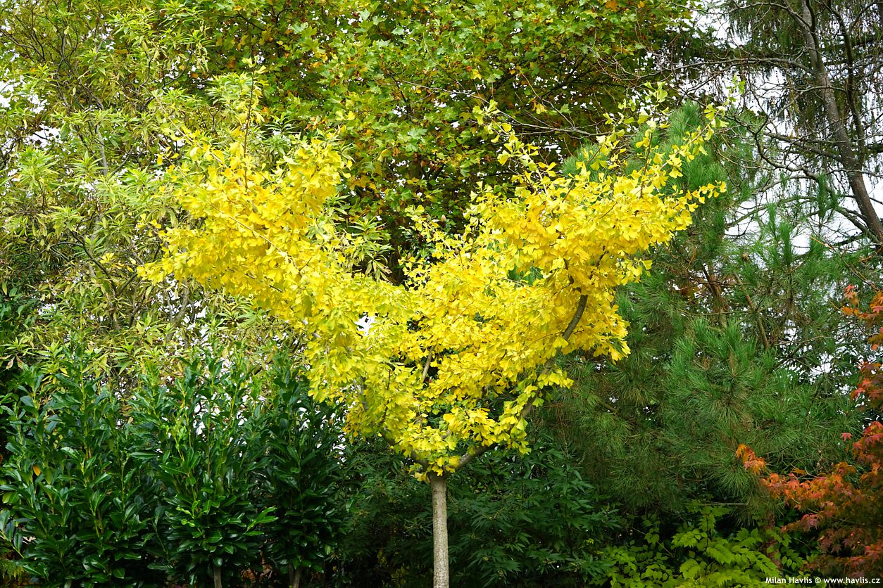 ginkgo biloba Horizontalis