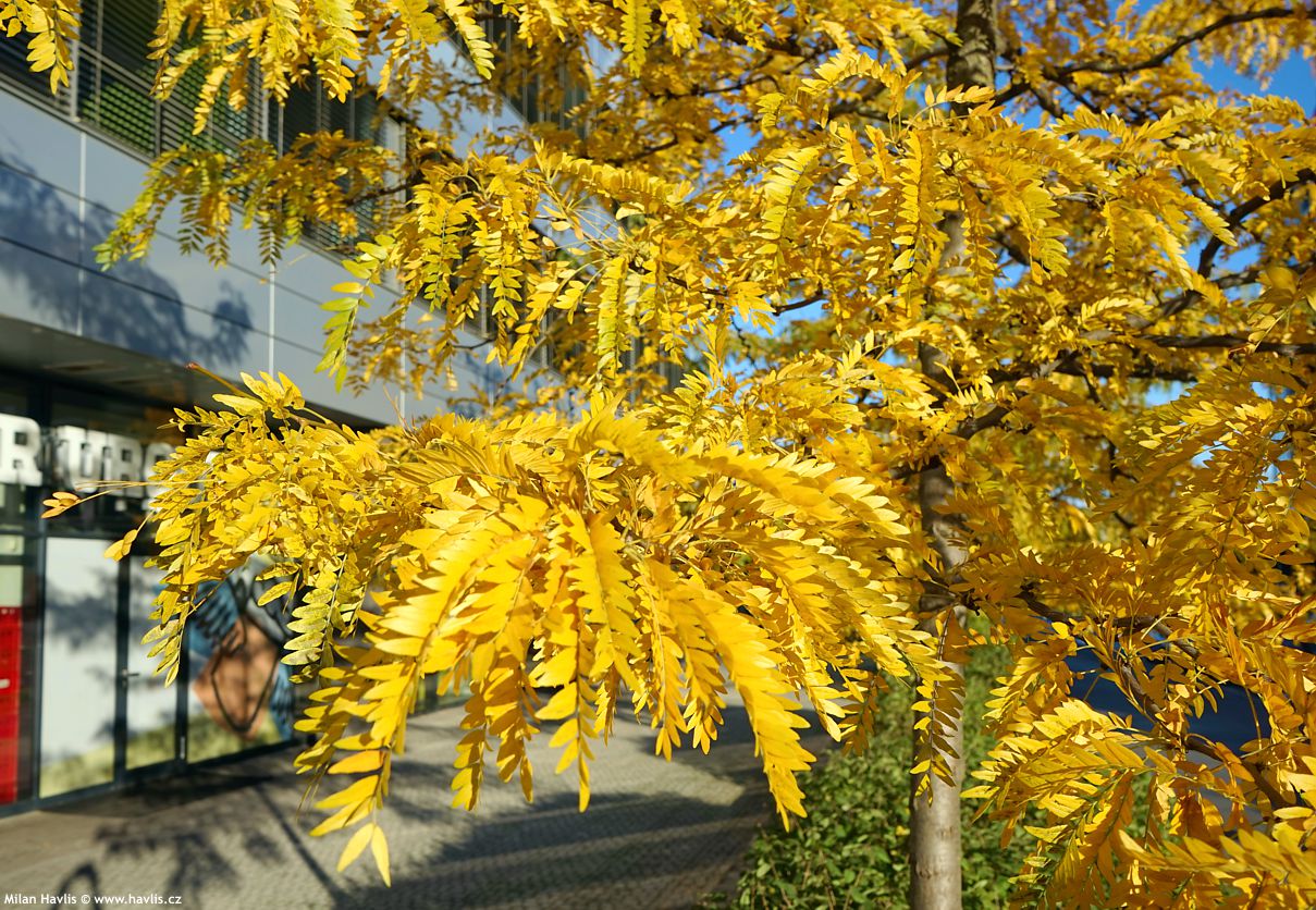 gleditsia triacanthos Inermis