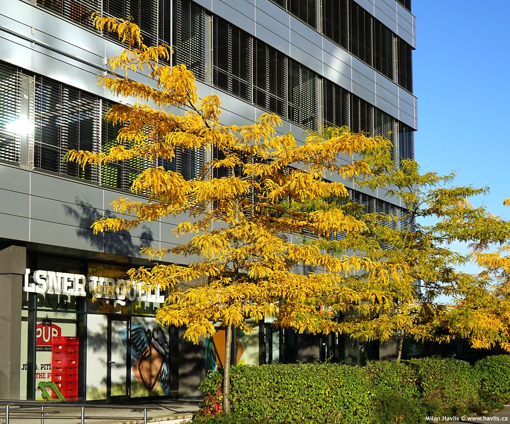 gleditsia triacanthos Inermis