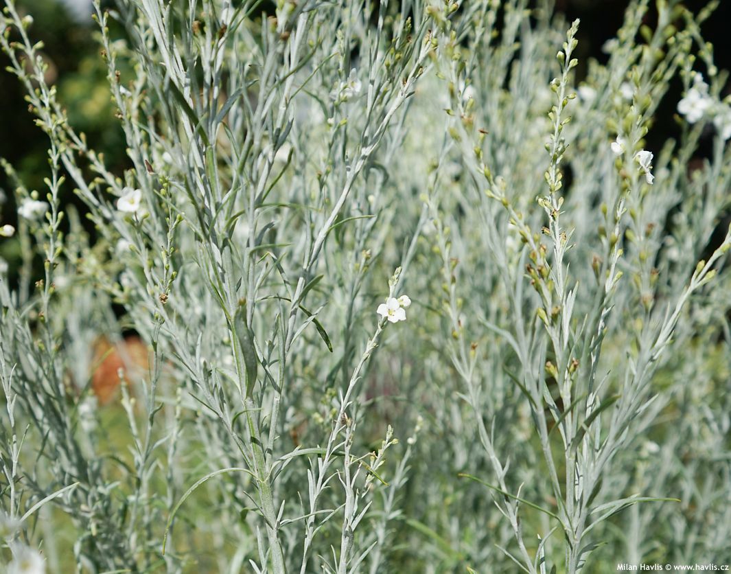 gomphostigma virgatum Silver Butterfly