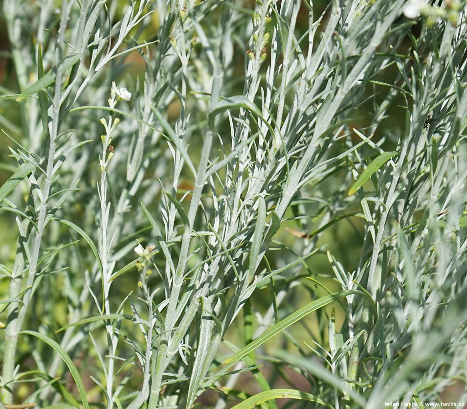 gomphostigma virgatum Silver Butterfly