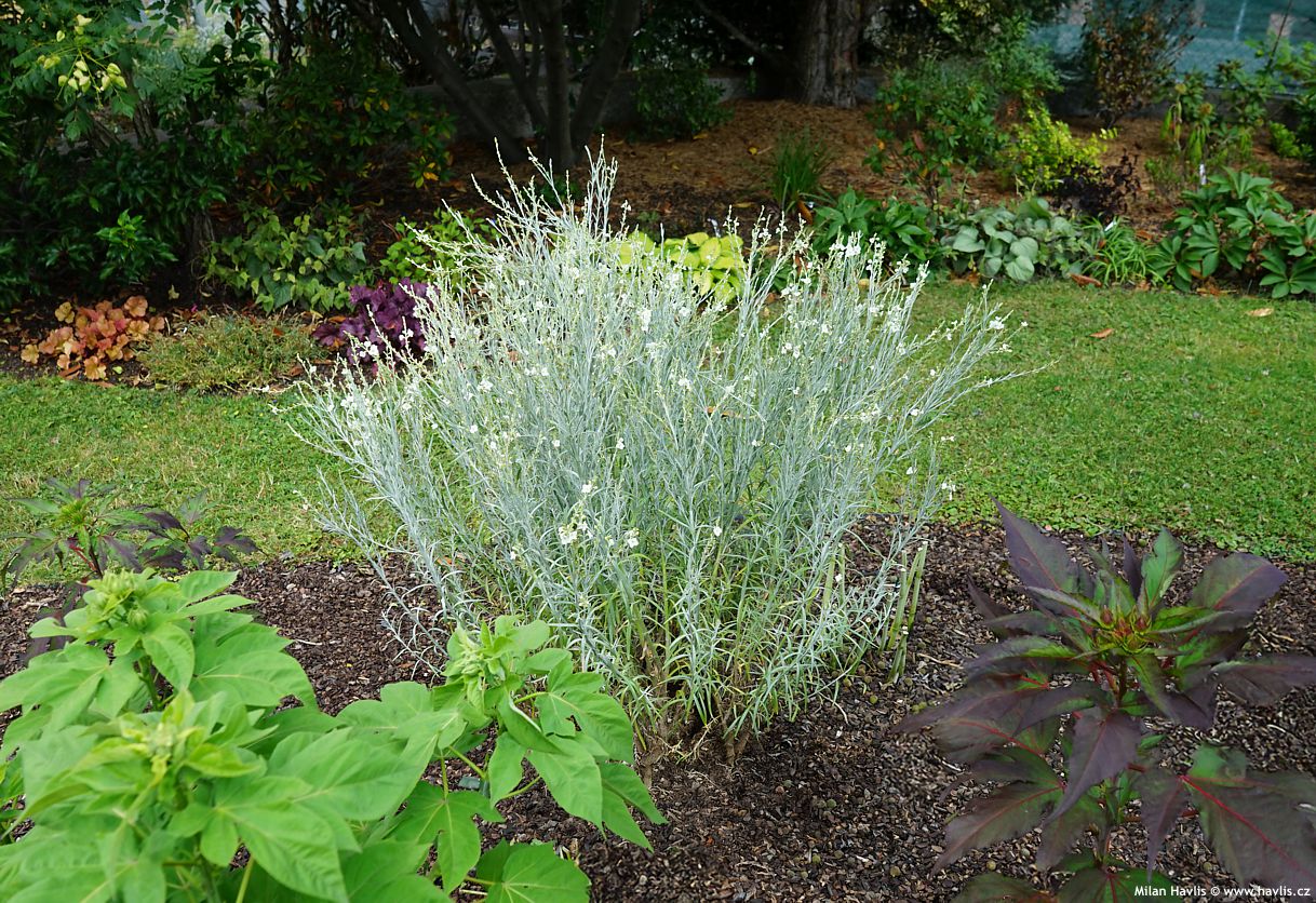 gomphostigma virgatum Silver Butterfly