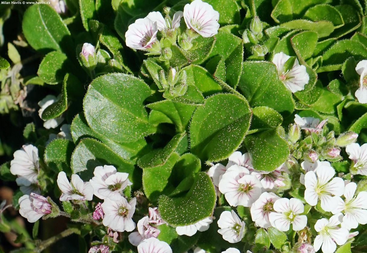 gypsophila cerastioides