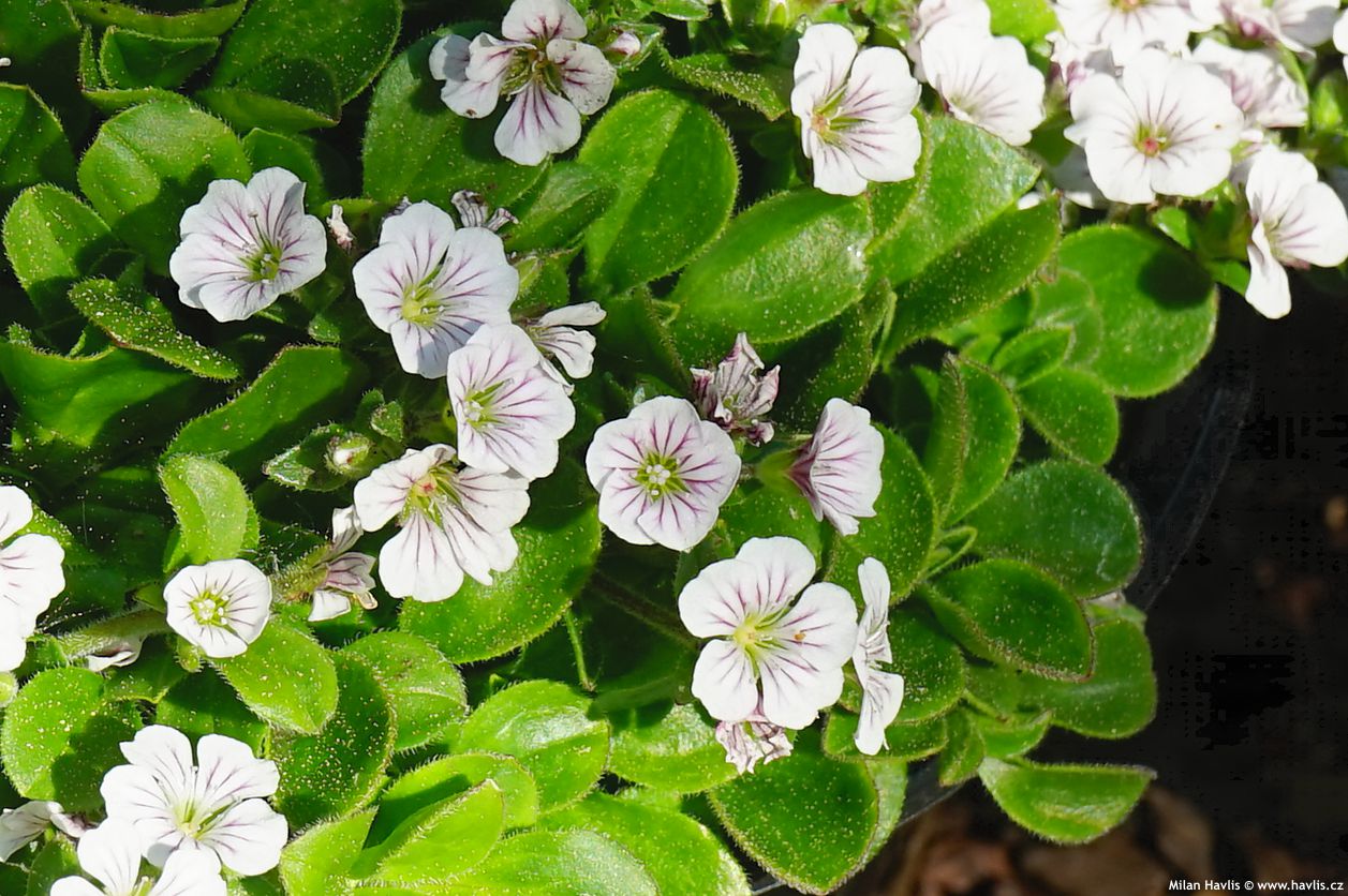 gypsophila cerastioides