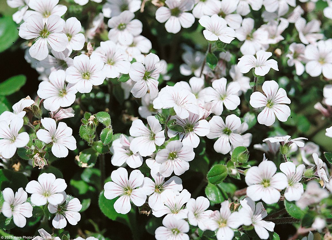 gypsophila cerastioides