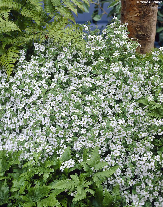 gypsophila cerastioides