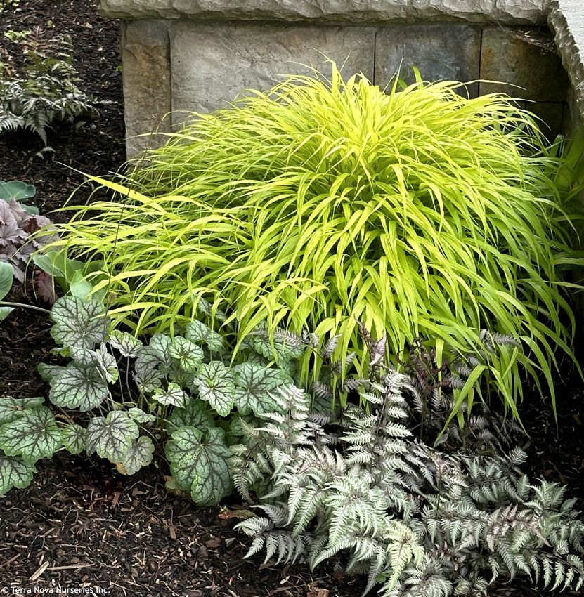 hakonechloa macra All Gold TERRA 1.jpg