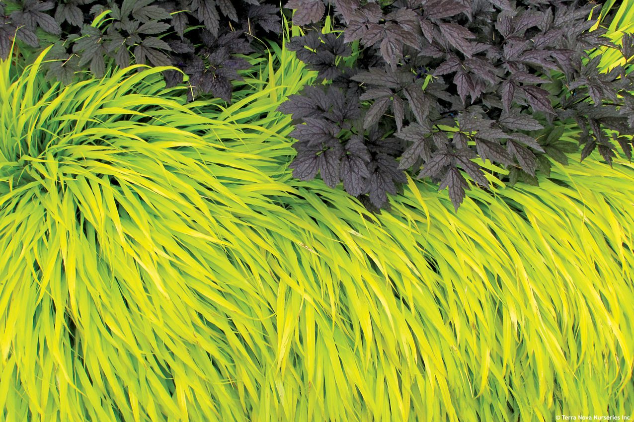 hakonechloa macra All Gold TERRA 2.jpg