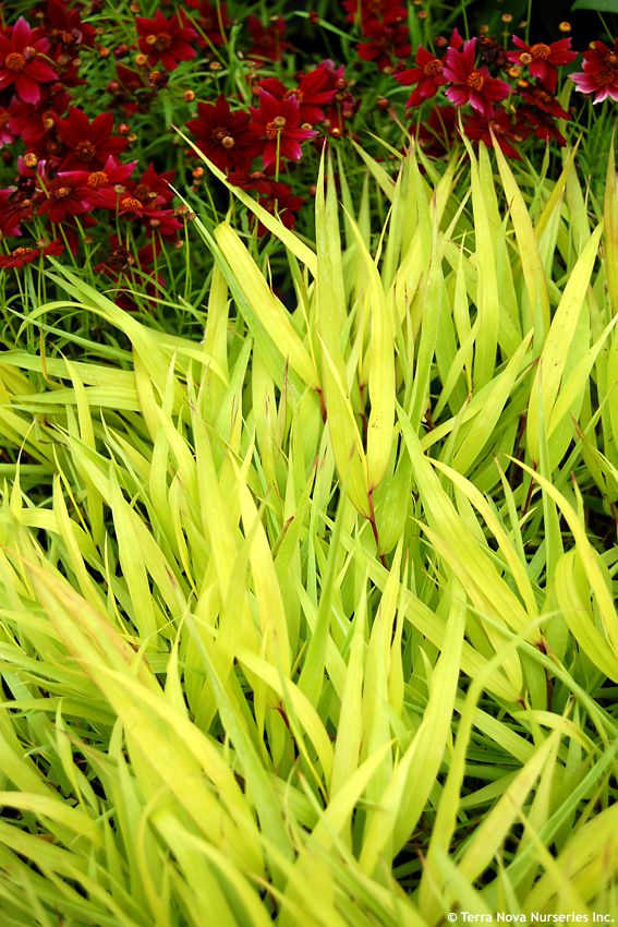 hakonechloa macra All Gold TERRA 3.jpg