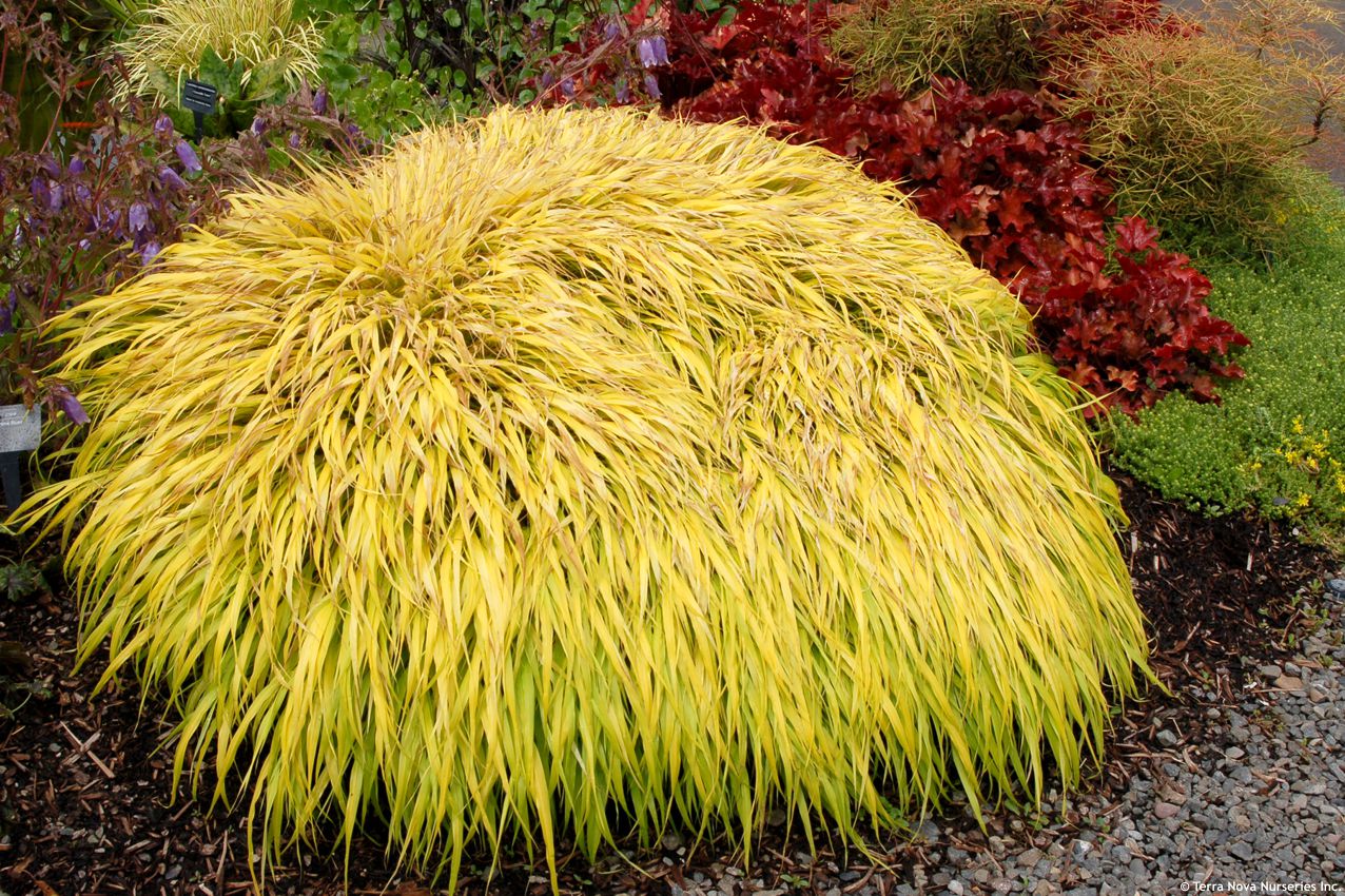 hakonechloa macra All Gold TERRA 4.jpg