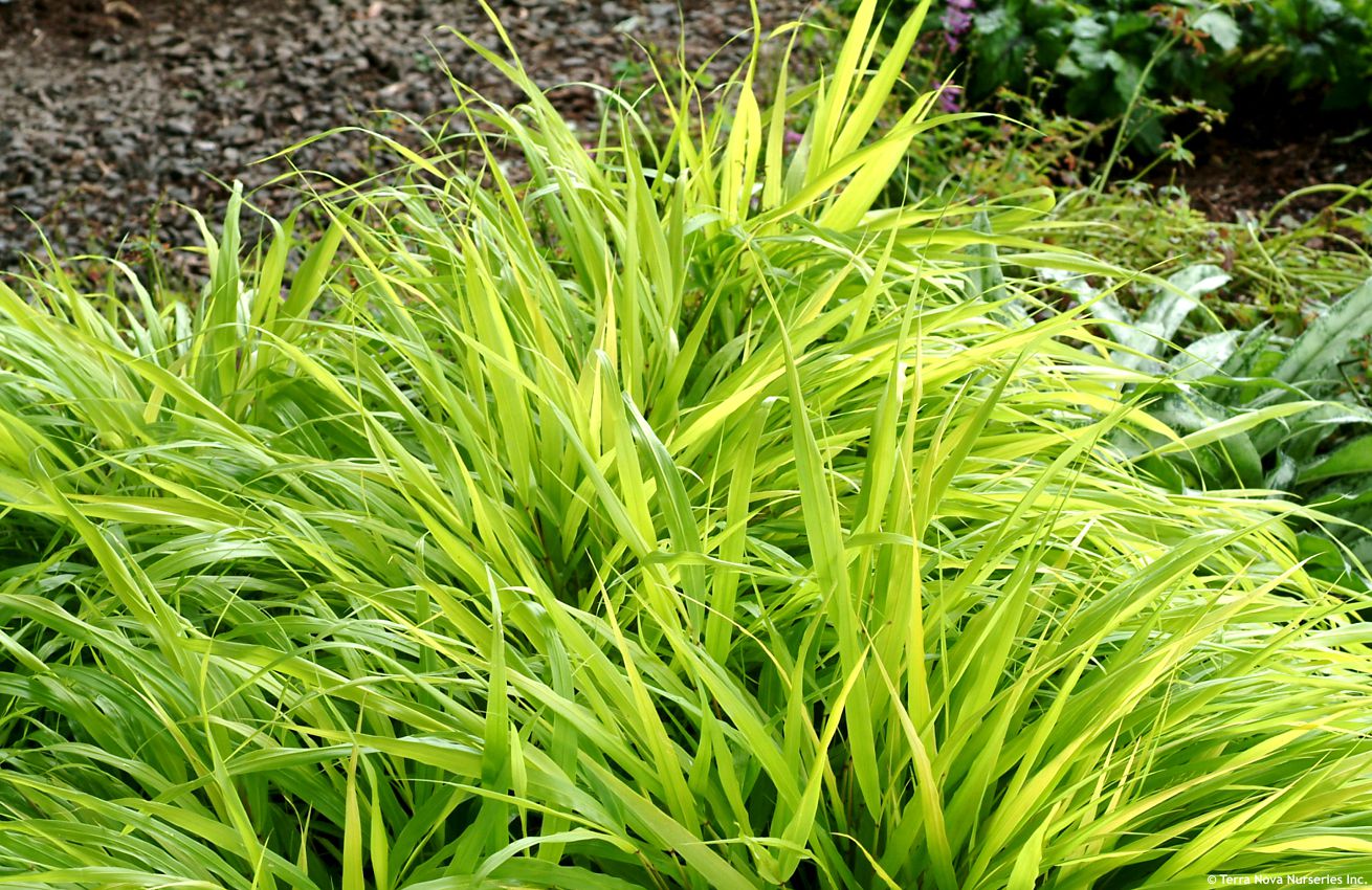 hakonechloa macra All Gold TERRA 6.jpg