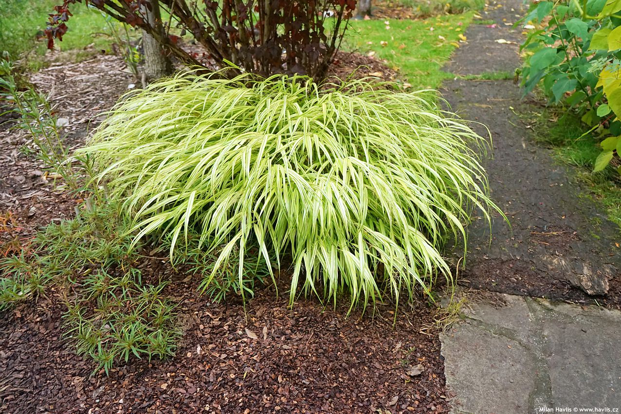 hakonechloa macra Aureola