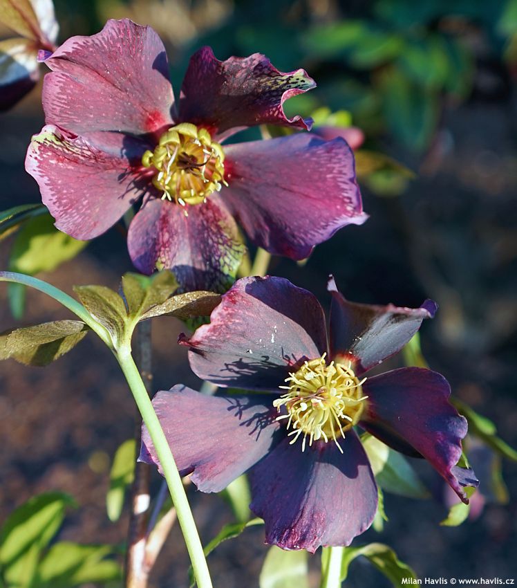 helleborus orientalis Pretty Ellen Purple
