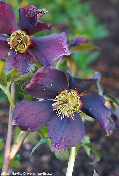 Helleborus orientalis 'PRETTY ELLEN® PURPLE'