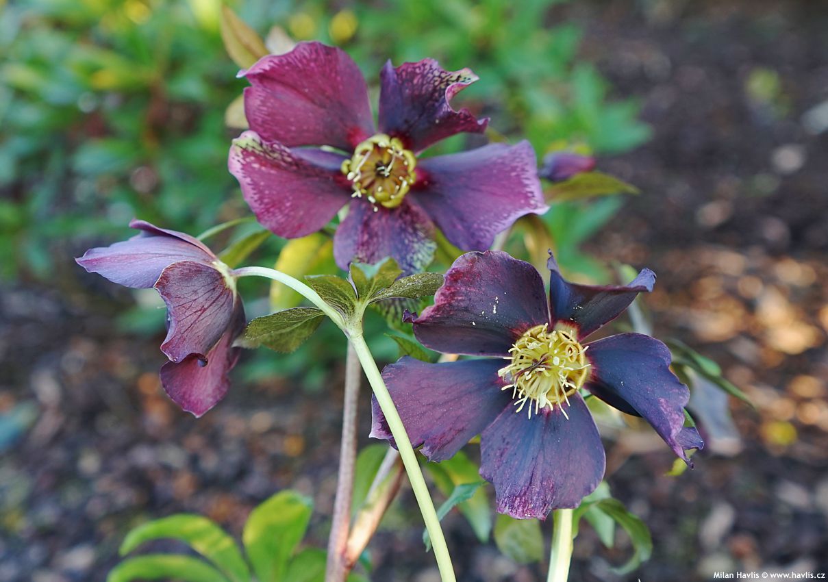 helleborus orientalis Pretty Ellen Purple